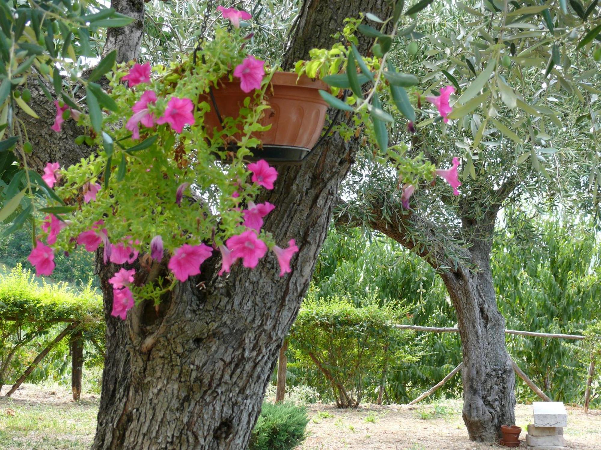 Bed&Breakfast Giardino Agritourist Controguerra Eksteriør billede